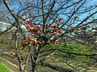 ★ 戦前 楽譜 岡本帰一 サイン 夕やけこやけ 振り付け付き 昭和5年1月 18ページ ☆村山知義 初山滋 加藤まさを 言事堂の日記帖
