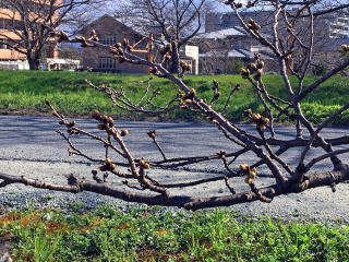 ★ 戦前 楽譜 岡本帰一 サイン 夕やけこやけ 振り付け付き 昭和5年1月 18ページ ☆村山知義 初山滋 加藤まさを 言事堂の日記帖