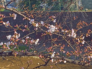 -yosiemon-前田仁仙 落款 仁仙更紗の世界…心憎い大人の個性 小紋 n-119 ゆめsaku2 専用出品 紋紗 暈し 縦縞 夏着物\u201c心憎い夏の演出\u2026涼を